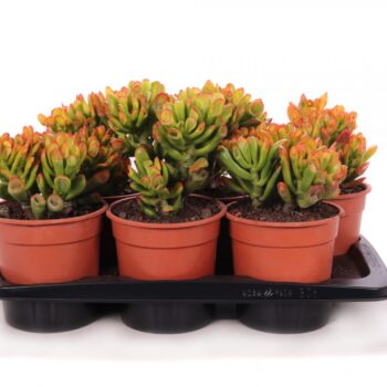 Crassula gollum sunset canarias