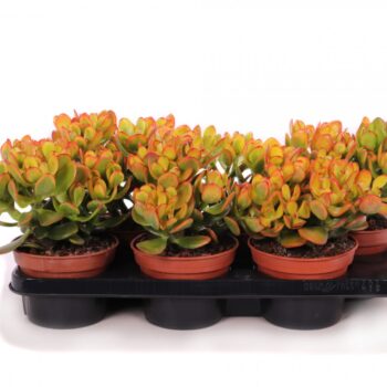 Crassula sunset canarias