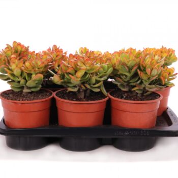 Crassula sunset canarias