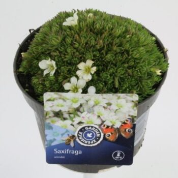 Saxifraga Arendsii Marto White