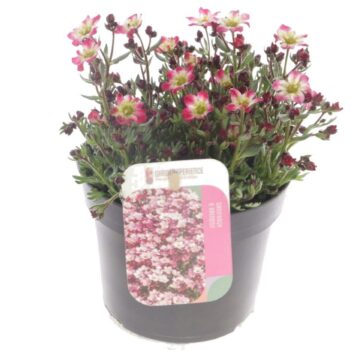 Saxifraga Arendsii Marto Picotee Re