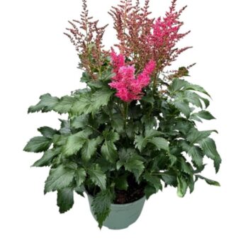 Astilbe Younique Red