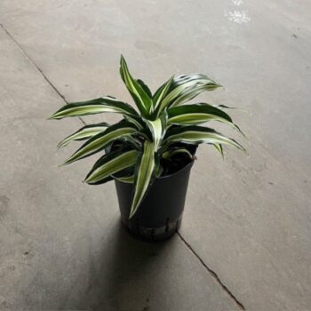 Dracaena Malaika Tip