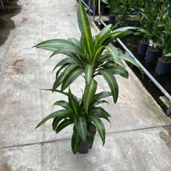 Dracaena hawaian sunshine (45/15) 15/19 h80