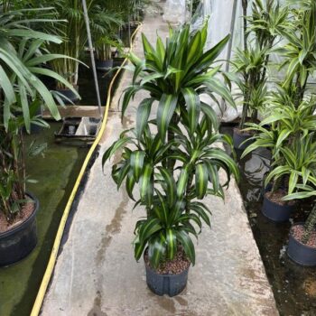Dracaena Hawaiian Sunshine