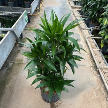 Dracaena janet craig carrousel 6st 28/19 h110