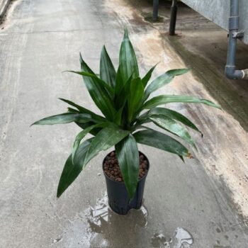 Dracaena janet craig stam 15 15/19 h50