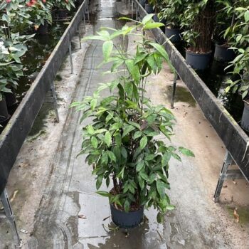 Dracaena surculosa 25/19 h120