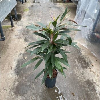Ficus Amstel King