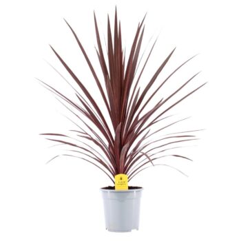 Cordyline Australis Red Star