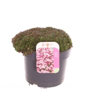 Saxifraga Pixi Pan Red