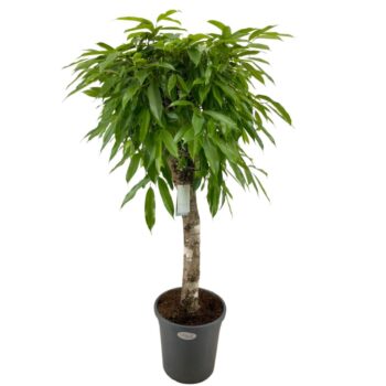 Ficus Amstel King