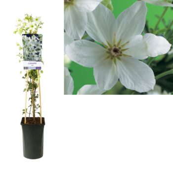 Clematis joe