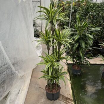 Dracaena lemon line carrousel 8st 28/19 h160