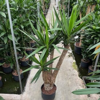 Yucca Elephantipes