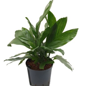 Chamaedorea Metallica