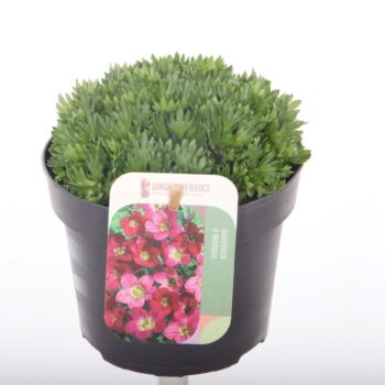 Saxifraga Pixi Pan Red