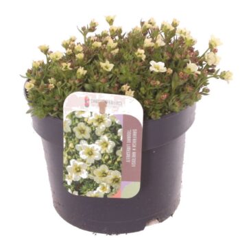 Saxifraga Touran Limegreen