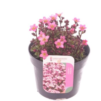 Saxifraga Touran pink