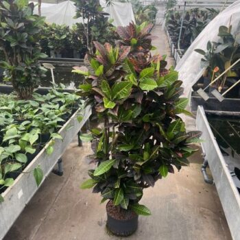 Croton petra vertakt