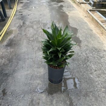 Dracaena Compacta Tip