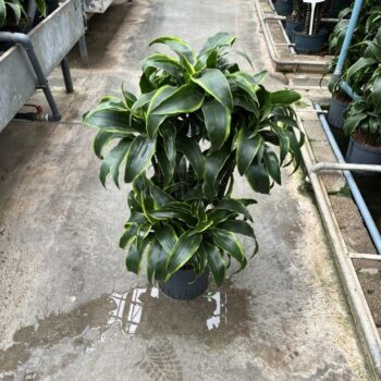 Dracaena Dorado