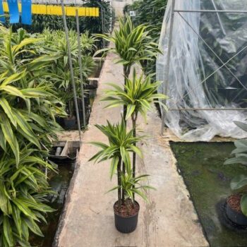 Dracaena Lemon Lime