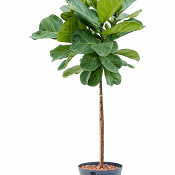 Ficus lyrata Stem