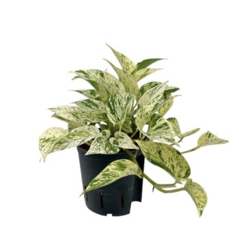 Scindapsus Marble Queen