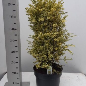 Buxus sempervirens 'Elegans'