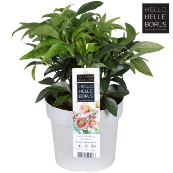 Helleborus 'Dacaya'