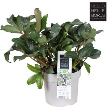 Helleborus 'Angel Glow' P19