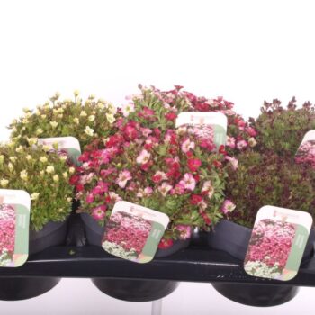 Saxifraga mix in tray