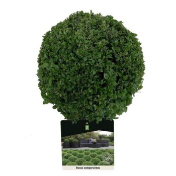 Buxus sempervirens