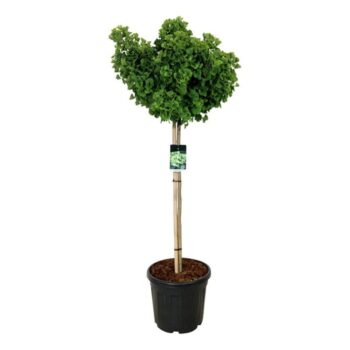 Ginkgo biloba 'Mariken'