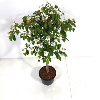 Viburnum plic. 'Watanabe'