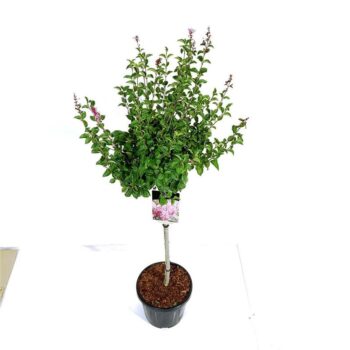 Syringa 'Flowerfesta' ® Pink