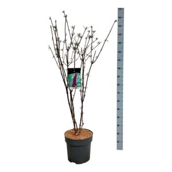 Buddleja dav. 'Black Knight'