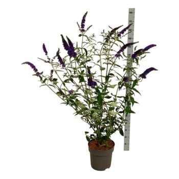 Buddleja dav. 'Empire Blue'