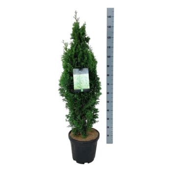 Thuja occ. 'Degroot's Spire'