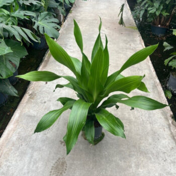 Dracaena Green Burley Tip