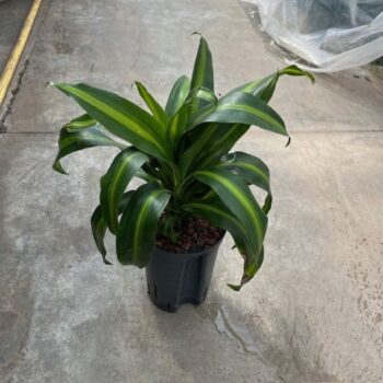 Dracaena Hawaiien Sunshine