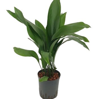 Aspidistra Elatior