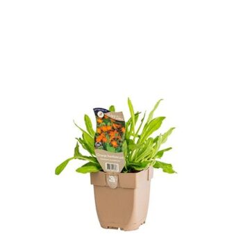 Hieracium aurantiacum