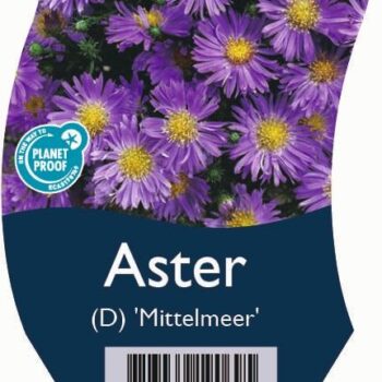 Aster (D) 'Mittelmeer'