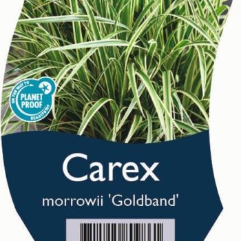 Carex morr. 'Goldband'