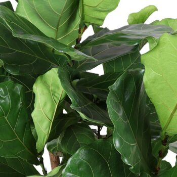 Ficus Lyrata