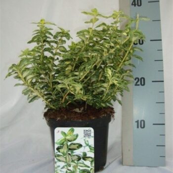 Euonymus fortunei Golden Harlequin
