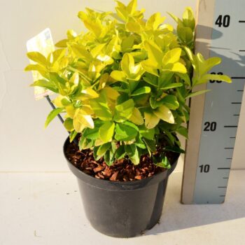 Euonymus jap El Dorado