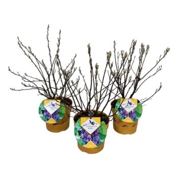 Amelanchier 'Saskatoon Berry' ®